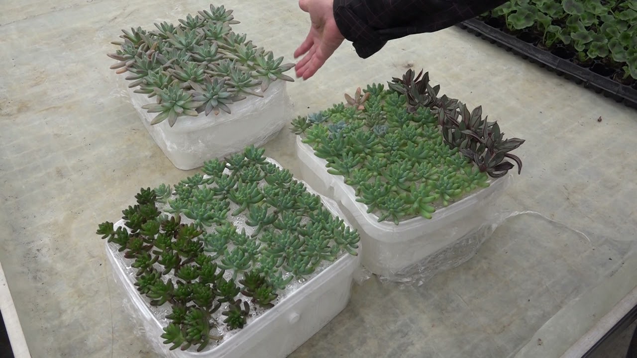 Sukulenti - gajenje i razmnožavanje tokom zime