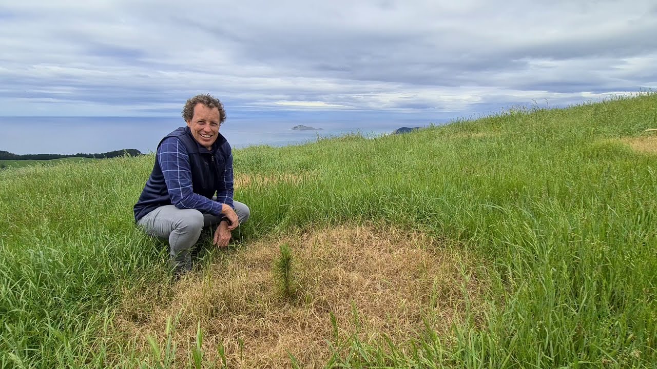 New Zealand Forestry Investment - Seaview Forest LP - carbon and production forest. Grow your wealth
