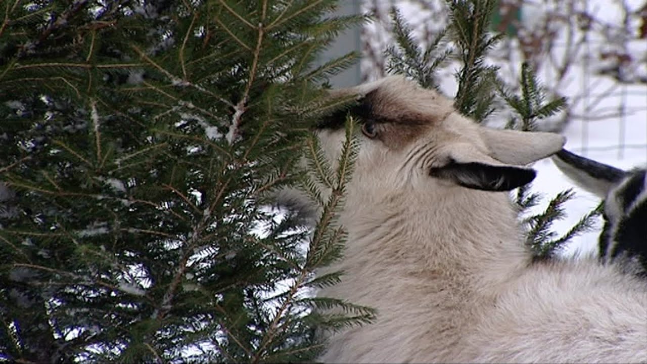Ярославский зоопарк принимает елки для животных - YouTube