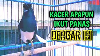 KACER APAPUN IKUT PANAS DENGAR INI AWAS GACOR !! PANCINGAN KACER GACOR PASTI NYAUT AMPUH.