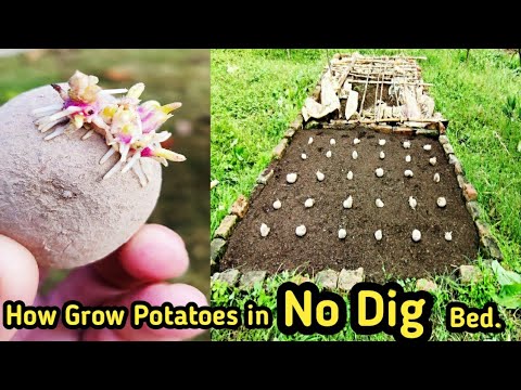 How to Grow Your Own Potatoes at 🏡 Home // How to Make No Dig Bed for ...