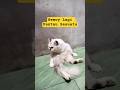 Gemoy Lagi Pantau Sesuatu #cat #viral #shorts