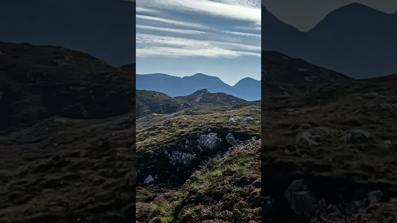 gathering more real hill cheviots 
