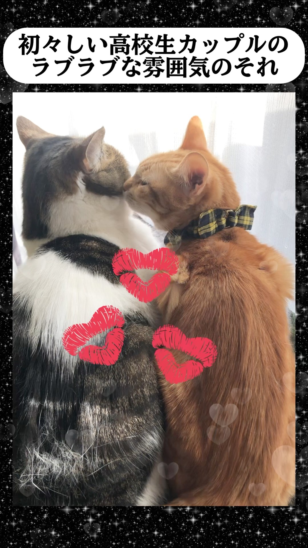 初々しい高校生カップルのような猫達😽😽💕🫶 #ねこ動画 #猫の