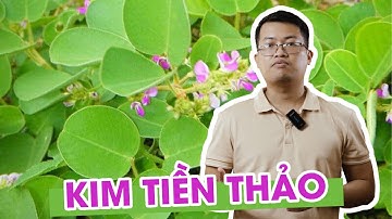 Tìm hiểu dược liệu: kim tiền thảo và giới thiệu một số bài thuốc phổ biến từ cây kim tiền thảo