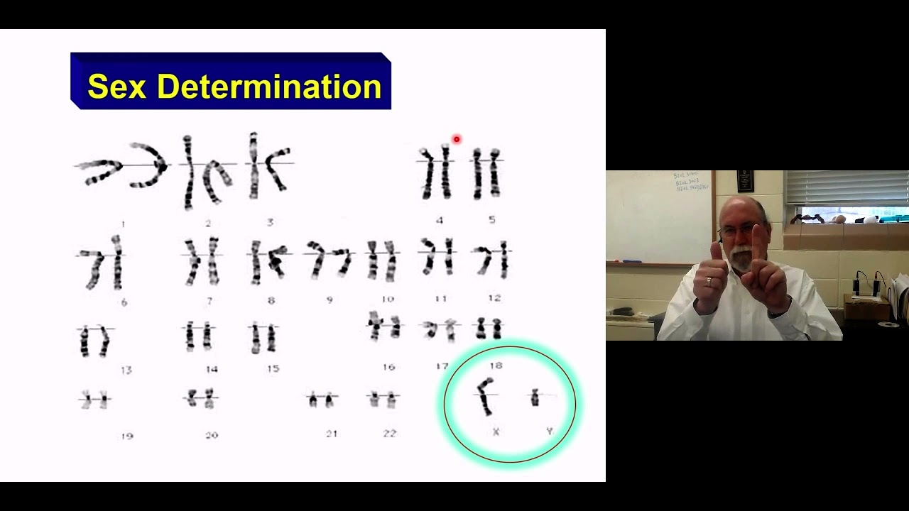GG   Sex Genetics Part 2