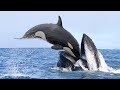 The battle of the giant animals in the ocean HD