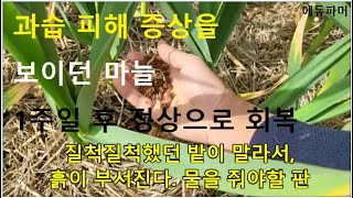 과습 피해 증상을 보이던 마늘, 1주일 후 정상으로 회복