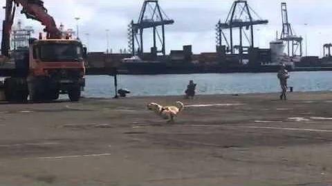 Ejercicio de detección de explosivos-Campeonato de perros detectores Las Palmas