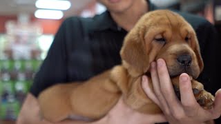 Here's how the Walrus stole our Pet counselor's heart! | Petland Florida Here's how the Walrus stole our Pet counselor's heart! | Petland Florida