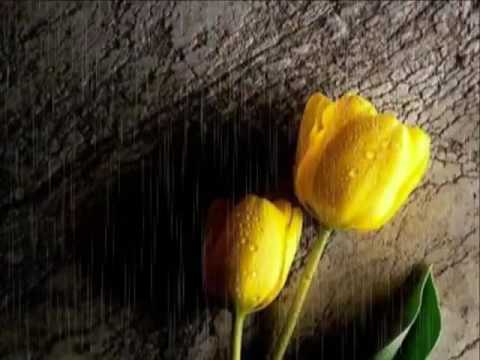 Gûla Zêr Kurdstana