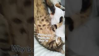 Tiki Are You Okay?Tot