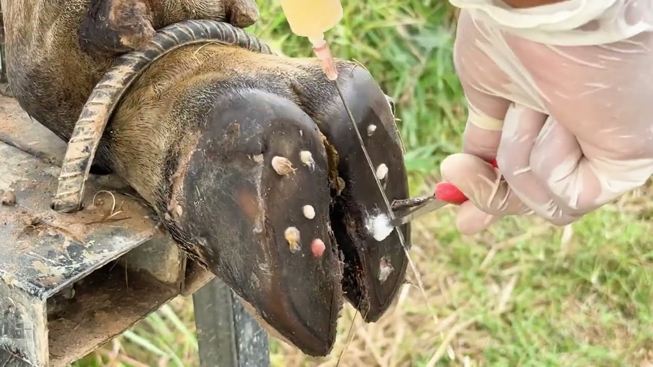 Ep318 Cleaning TV cow Cut, Trim, and Cleaning Screw Nails !!