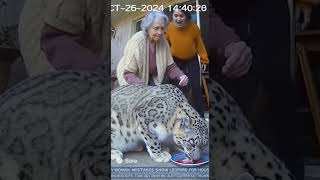 Elderly Woman Thinks A Snow Leopard Is Her Pet Cat Viral Backyard Footage