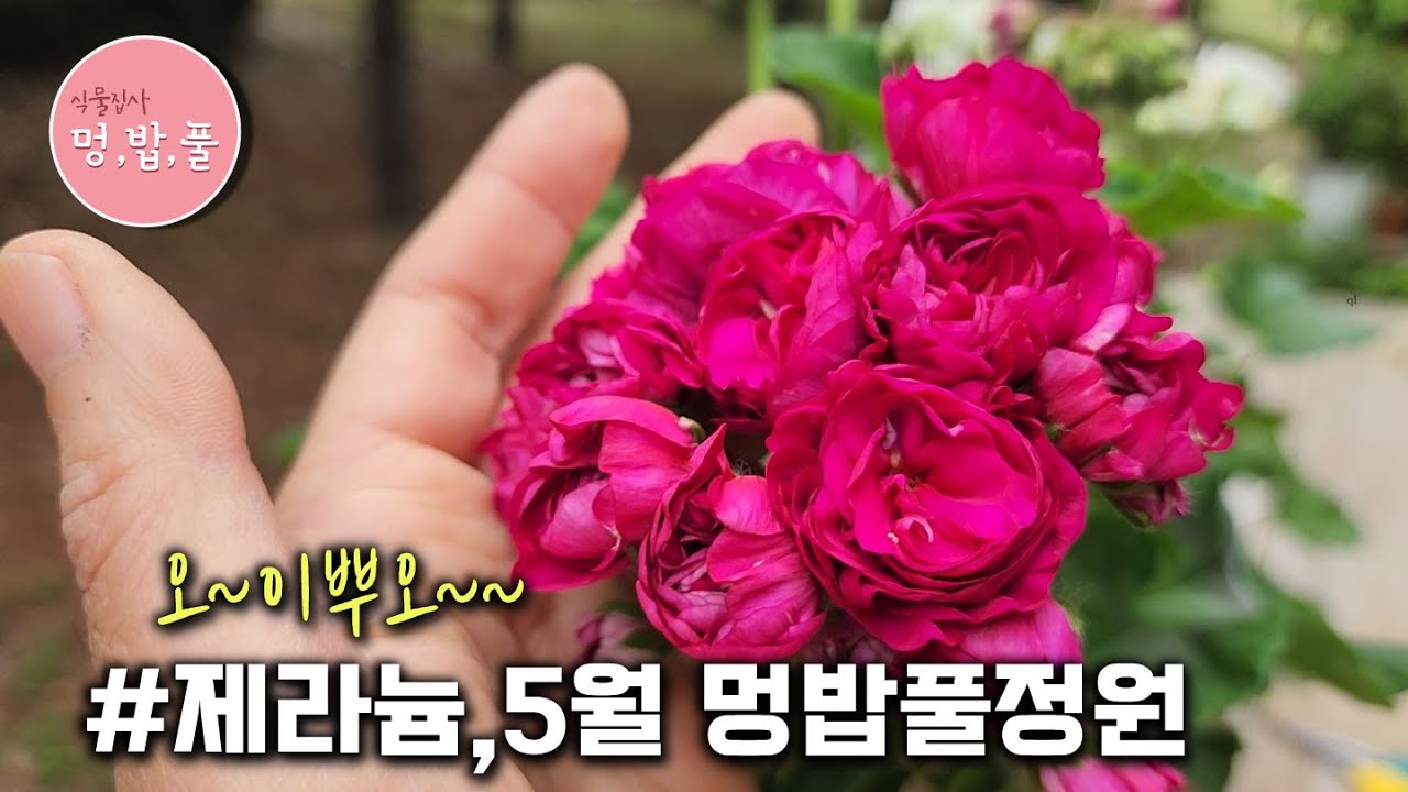 제라늄 야외정원,멍밥풀정원