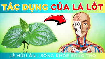 8 tác dụng tốt không ngờ của LÁ LỐT với sức khỏe ( Bạn không nên bỏ qua )