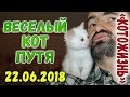 ВЕСЕЛЫЙ КОТ-ПУТЕШЕСТВЕННИК ❖ КОТОЖИЗНЬ! 22.06.2018