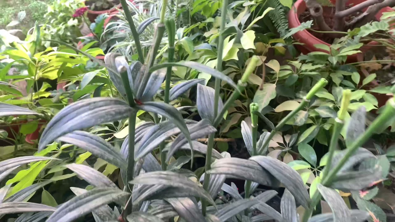 105Asiatic Lily care after blooming /(part1 )Asiatic lily maintanace