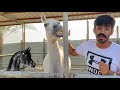 مايخص الخيل في الشتاء 🤒❄️ / معلومات مهمة عن الخيل في الشتاء  - ركوب ، تبريد ، غذاء - النصري