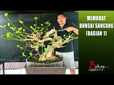 MEMBUAT BONSAI SANCANG (bagian 1)