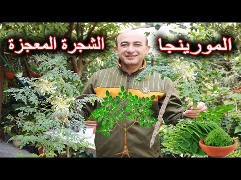 فيديو: الوصف والرعاية والزراعة وأنواع شجرة المال