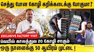 சேவல் இல்லாமல் முட்டை போடும் கோழிகள் | NAMAKKAL EGG PRODUCTION #NamakkalPolutryFarm #namakkalegg