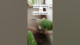cucak ranting vs cucak ijo mini #aviaryminioemahmanoek #cucakranting #shorts