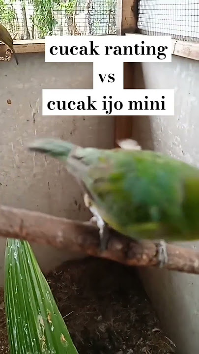 cucak ranting vs cucak ijo mini #aviaryminioemahmanoek #cucakranting #shorts