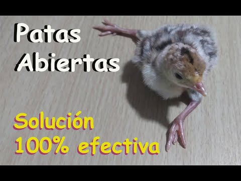 Video: ¿Qué causa las patas abiertas en los pollos?