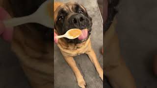 Ultimate hack for cutting water buffalo nails #mastiff #dog #bigdog