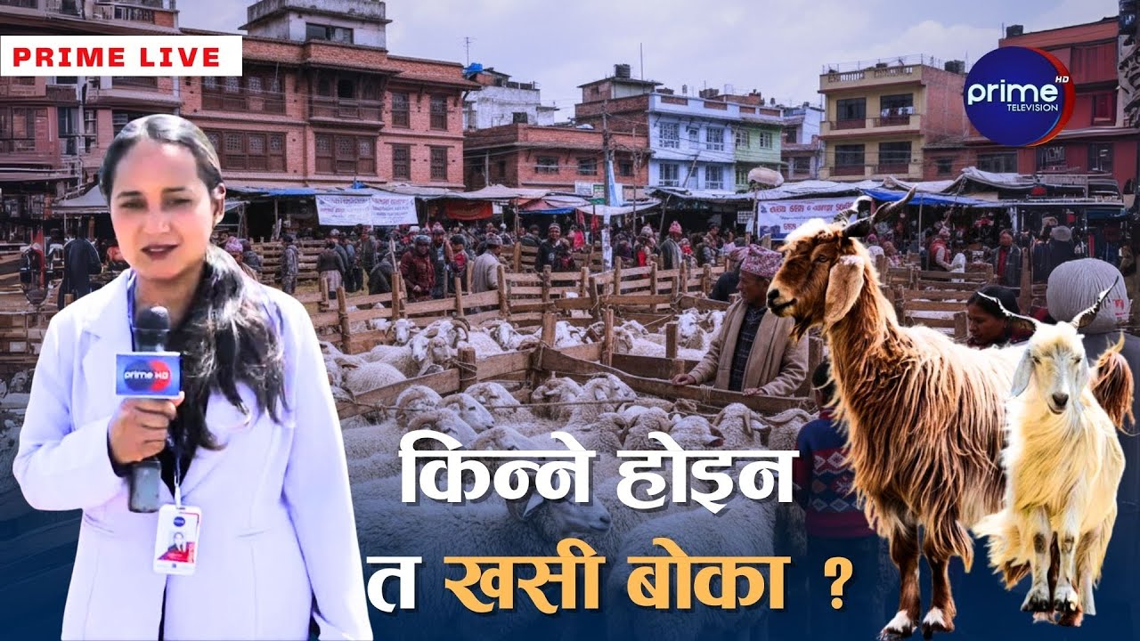 खसी बोकामा मनपरी मूल्य, सरकारले ध्यान नदिँदा उपभोक्ता ठगिदै | Prime TV HD