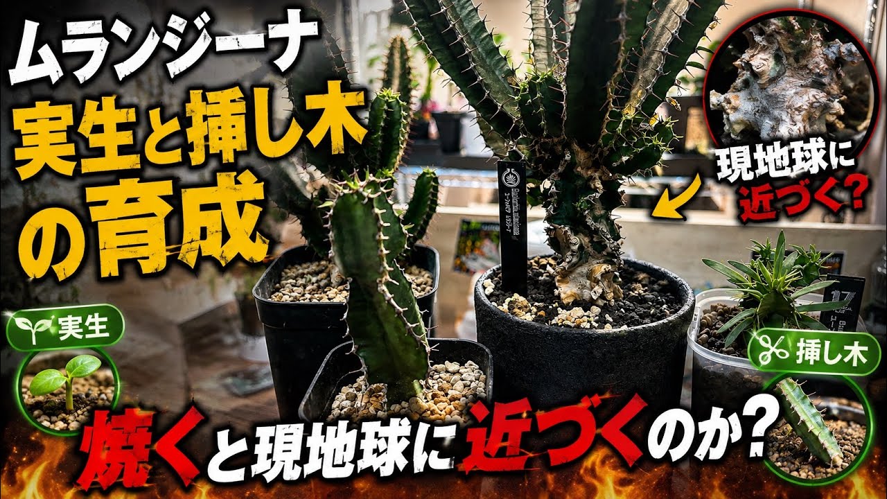 ムランジーナ現地球を目指して！ - YouTube