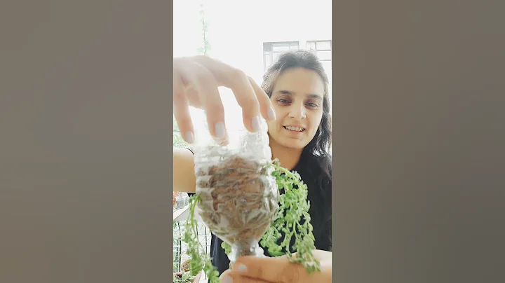 diy | free balcony decor ideas | reuse plastic bottles | how to grow baby tears easily | shorts