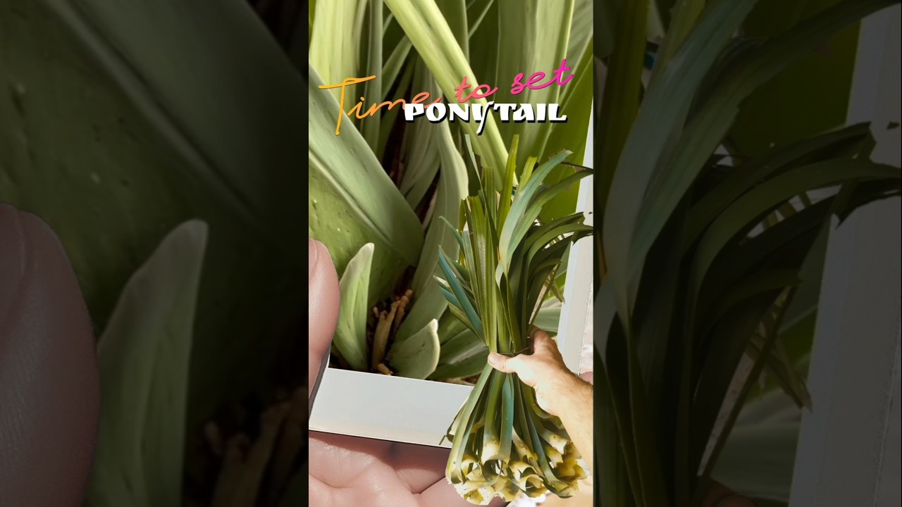 LEAF-CUTTING PONYTAIL MAGIC UNLEASHED!