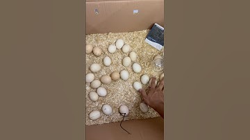 Time to rotate egg #incubator #shorts