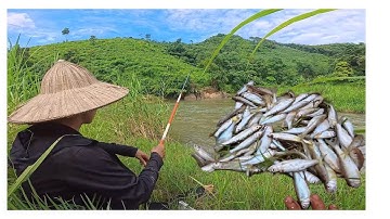 Câu cá mương - hướng dẫn bài mồi câu cá mương suối đơn giản hiệu quả
