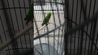 Serindit Gacor Trotolan Jantan