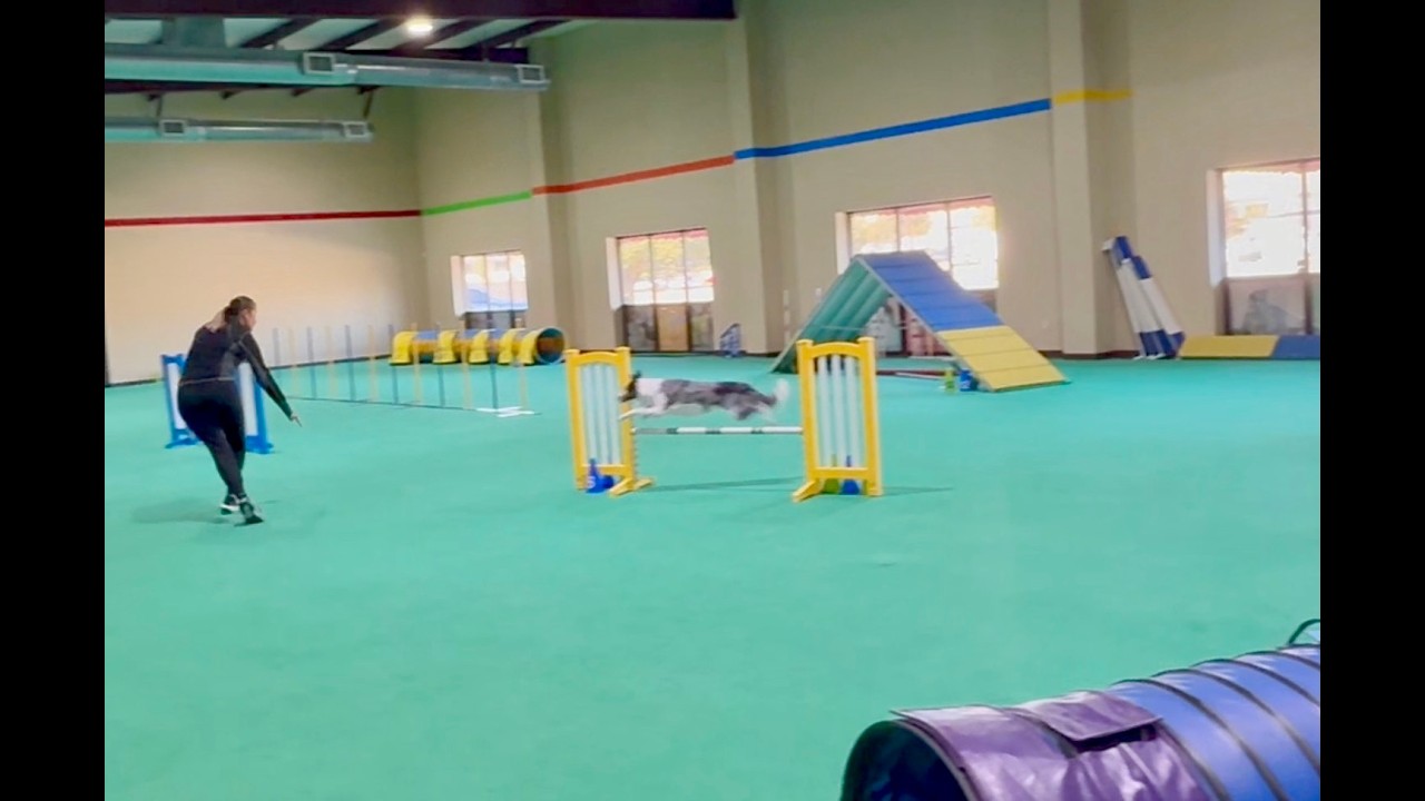 Right Side Weaves and Pre Novice Agility