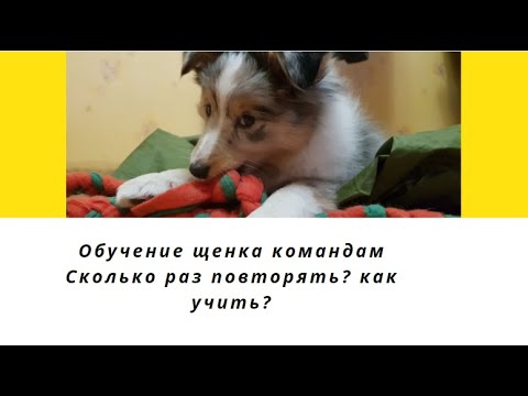 Как правильно учить команды? Сколько повторений  нужно для щенка.Дрессировка щенка лабрадора