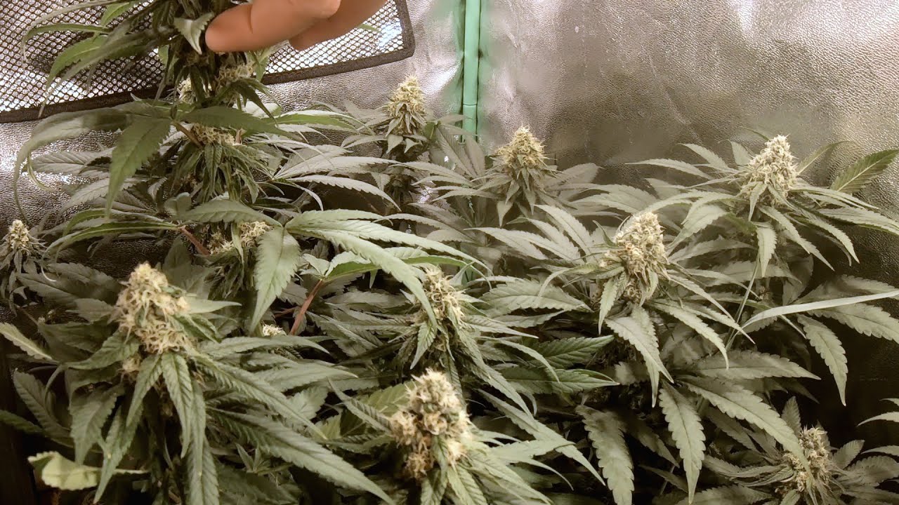 Slurricane #7 Indoor Organic Grow - Week 4