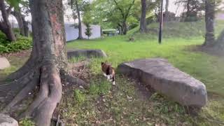 茶とら猫の後をついて行く三毛猫…。#猫動画