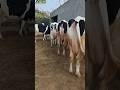 மிக குறைந்த விலையில் பால் கறவை இயந்திரம் விற்பனைக்கு Fixed Milking Machine sales | #dairyfarm