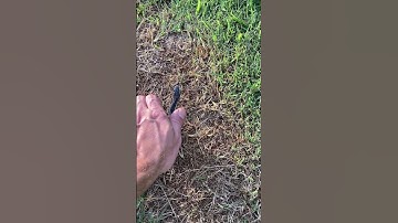 How to catch a snake bare handed