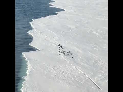 Penguins Running From Breaking Ice