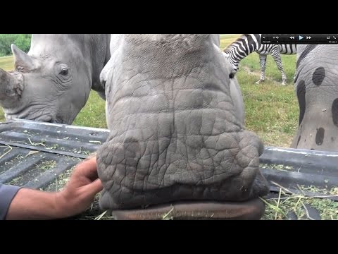 Petting a Rhino and Smoking a Steak! GREAT DAY!!! DEER MEAT FOR DINNER!!!