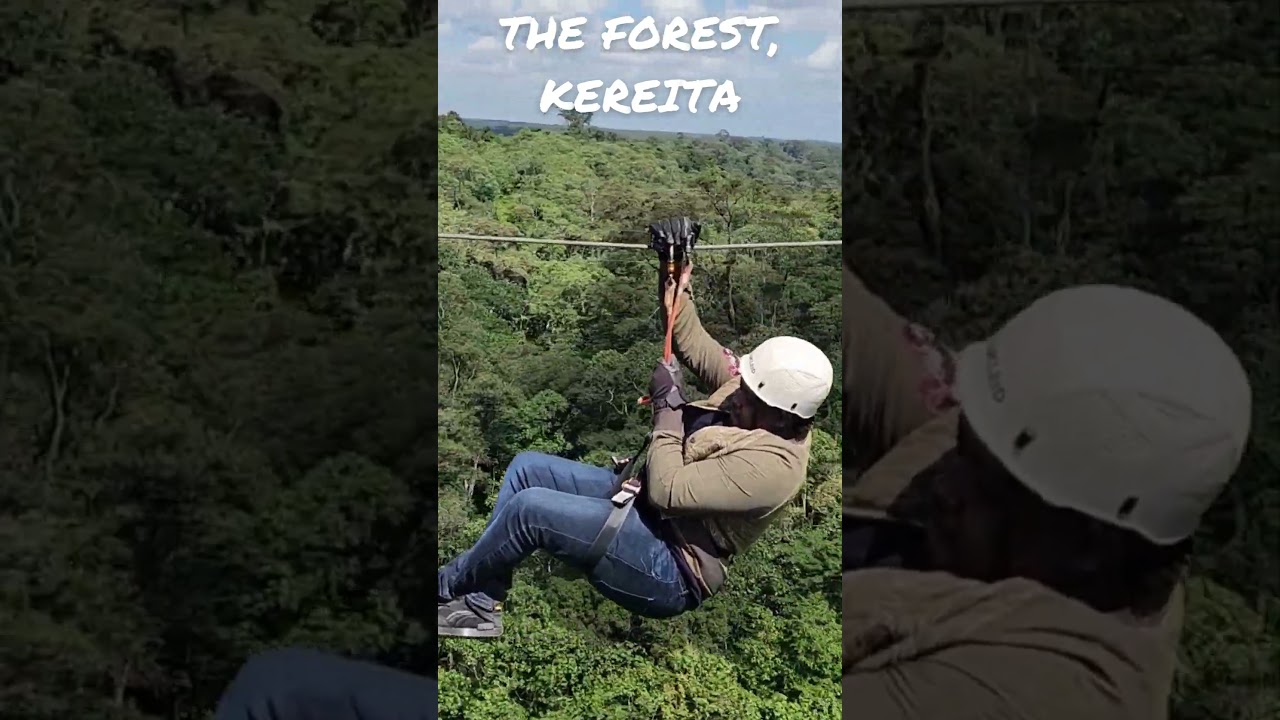 The Forest: Ziplining through the Aberdare forest at 60km/hr! 100 meters above the trees canopy.