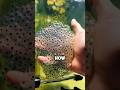 Man Creates 1.4M Mini Frog Army 🐸
