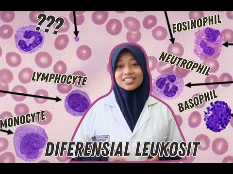 Tutorial mudah belajar differensial Leukosit