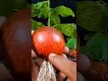 How to grow apple tree from apple fruit || Unique method for growing //#highlights