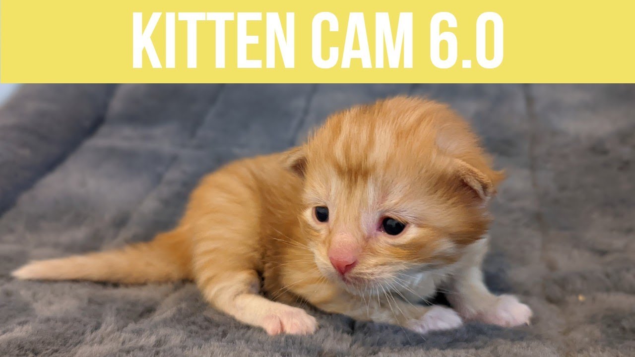 Cam Girl Kitten